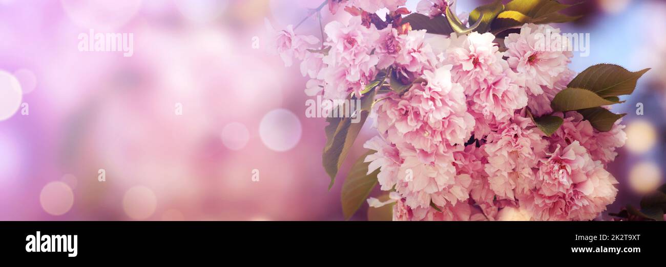 Belle scène de nature avec fleur arbre de fleurs. Banque D'Images
