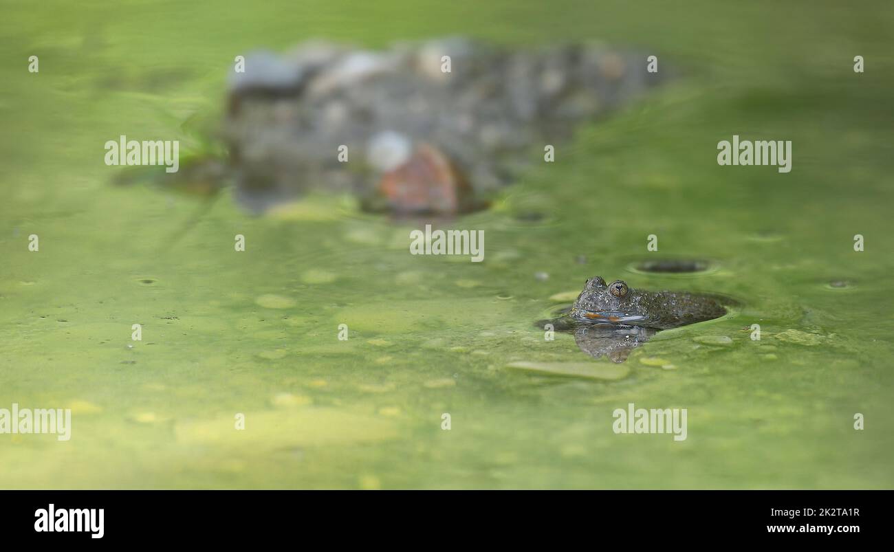 Crapaud à ventre jaune - Bombina variegata - dans son habitat près de Munich, Allemagne Banque D'Images