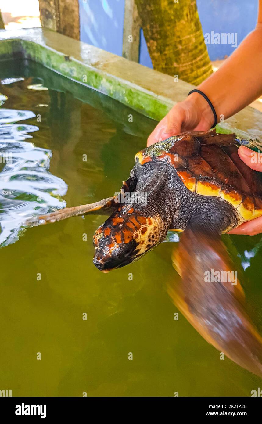 L'homme tient la tortue de mer verte tortue imbriquée tortue imbriquée tortue à tête plate tortue de mer. Banque D'Images