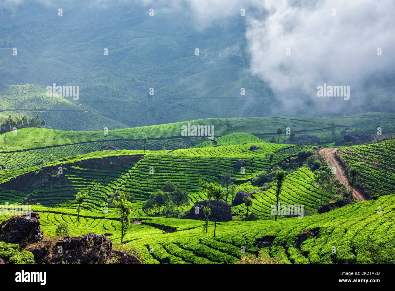 Les plantations de thé vert de Munnar, Kerala, Inde Banque D'Images