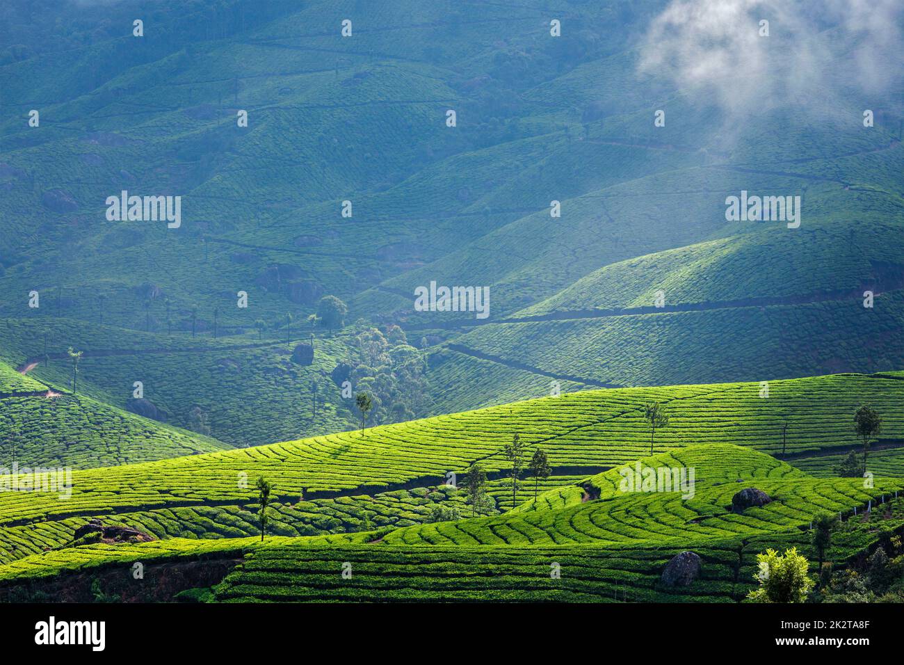 Les plantations de thé vert de Munnar, Kerala, Inde Banque D'Images