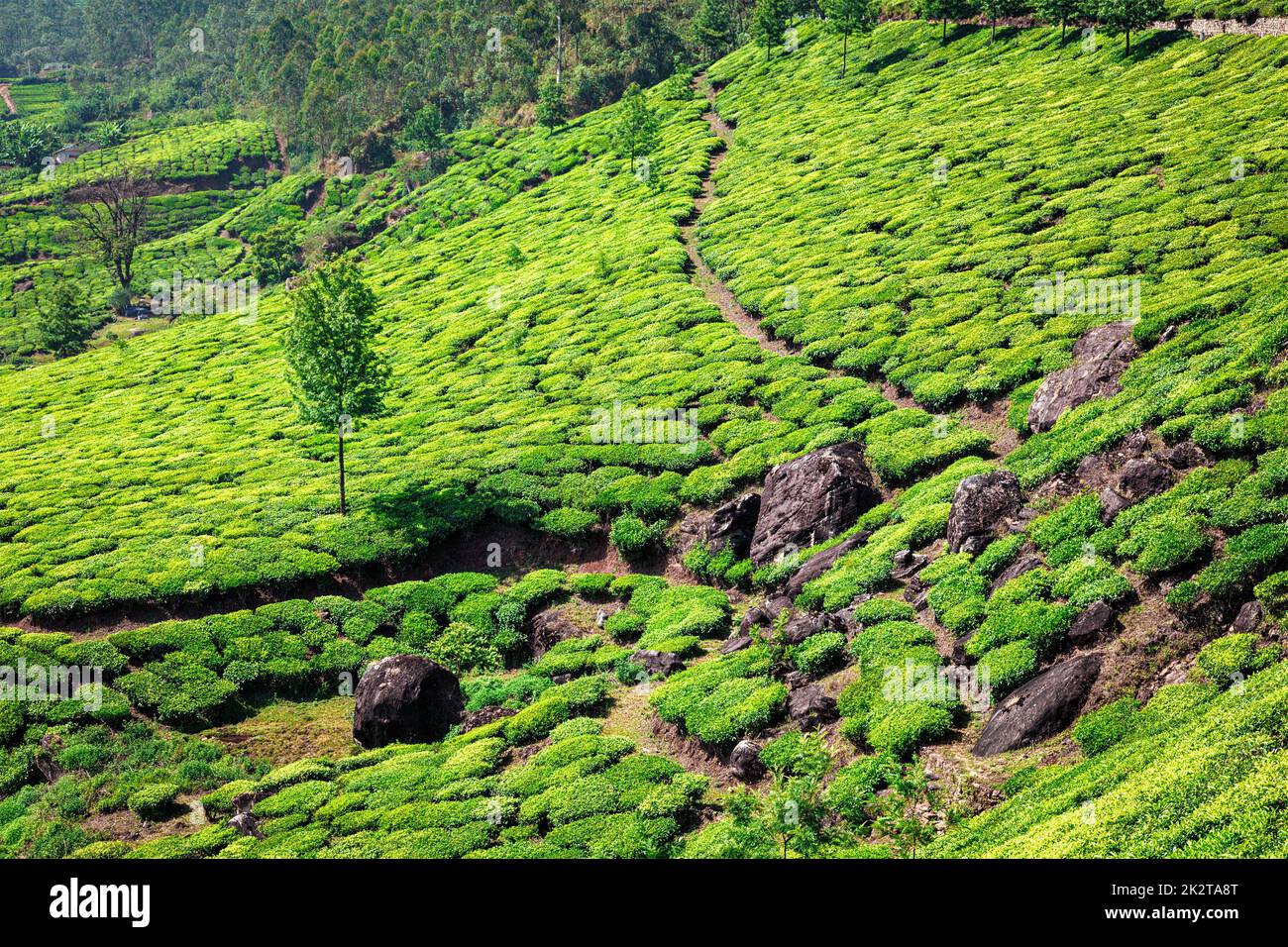 Les plantations de thé dans la région de Kerala, Inde Banque D'Images
