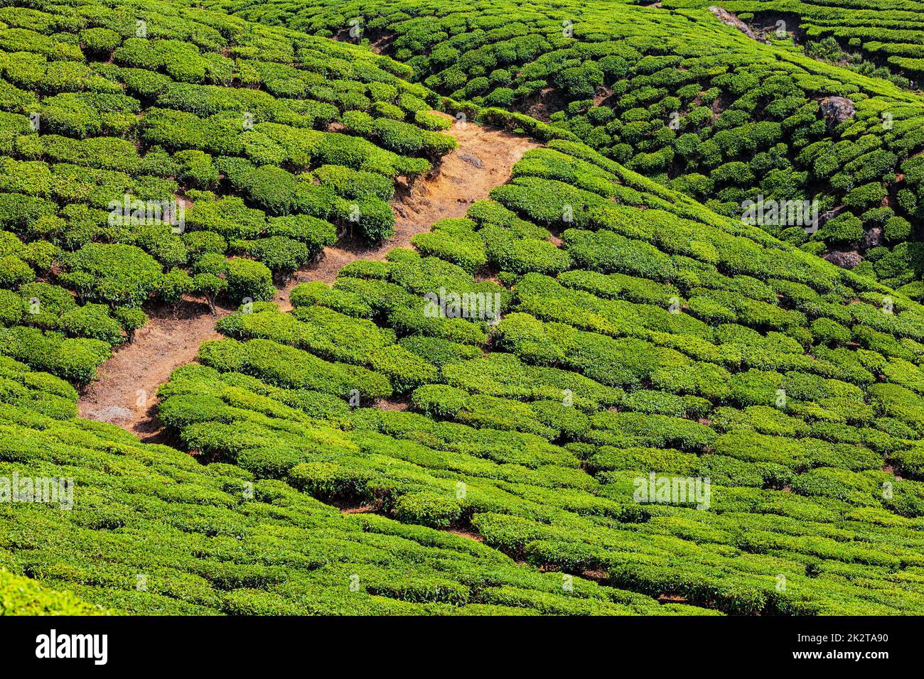 Les plantations de thé, de l'Inde Banque D'Images