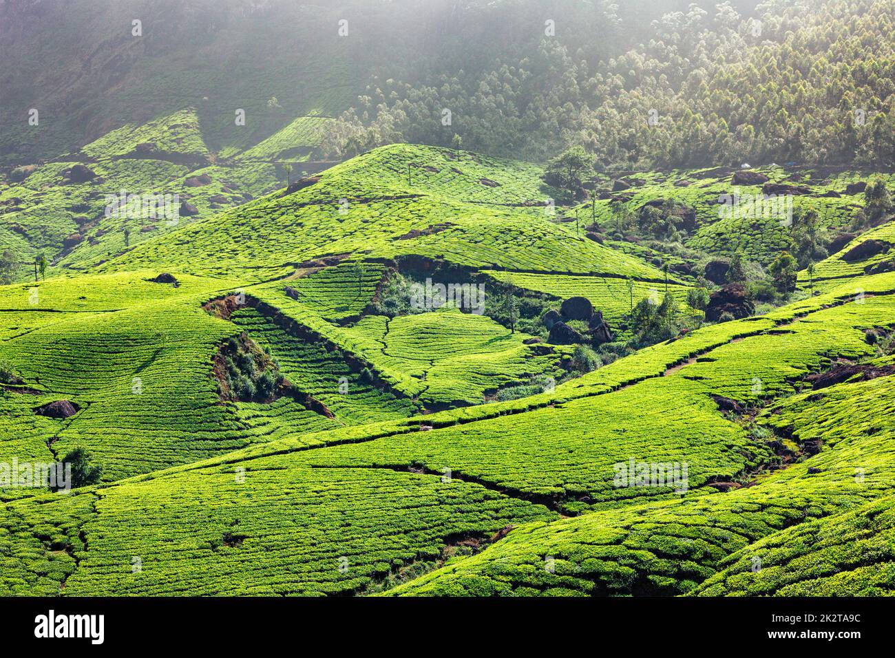 Les plantations de thé dans la région de Kerala, Inde Banque D'Images