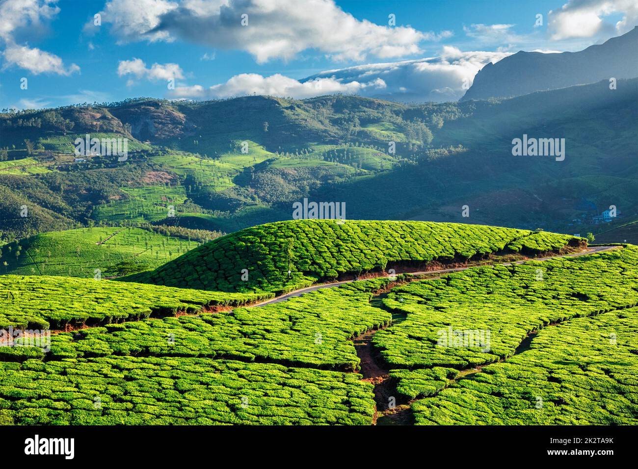 Les plantations de thé dans la région de Kerala, Inde Banque D'Images