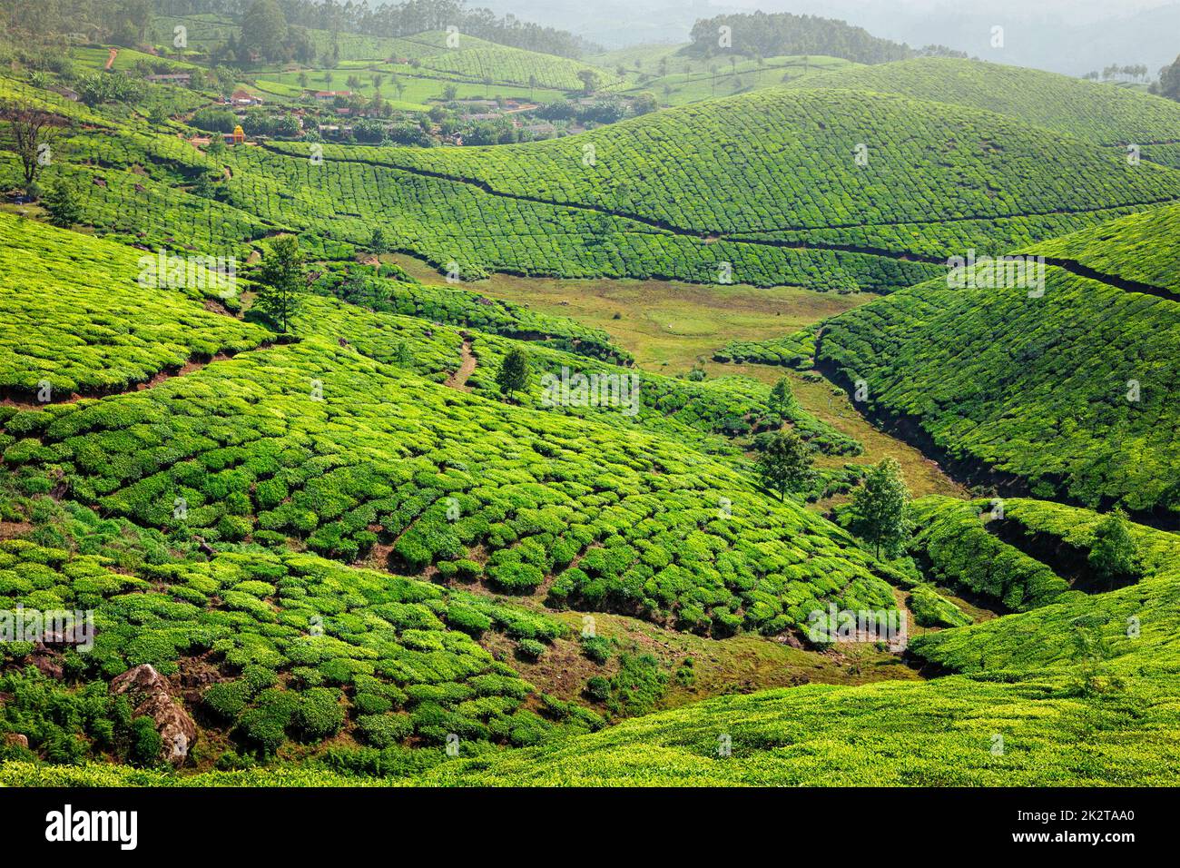 Les plantations de thé dans la région de Kerala, Inde Banque D'Images