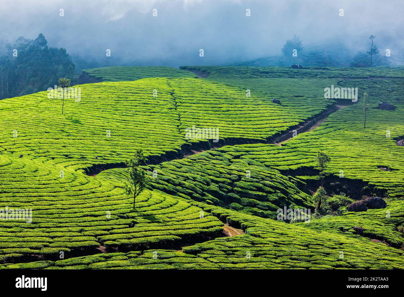 Les plantations de thé vert de Munnar, Kerala, Inde Banque D'Images
