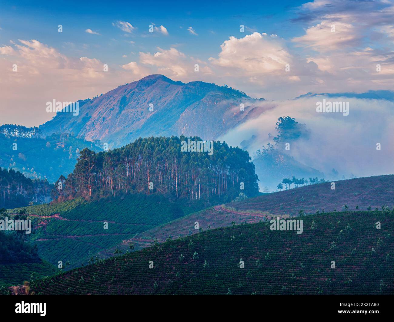 Les plantations de thé vert de Munnar, Kerala, Inde Banque D'Images