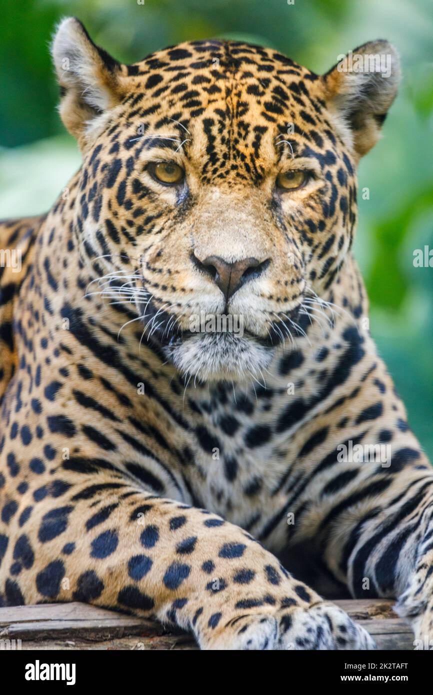 Jaguar Panthera onca, félin majestueux regardant la caméra à Pantanal, Brésil Banque D'Images