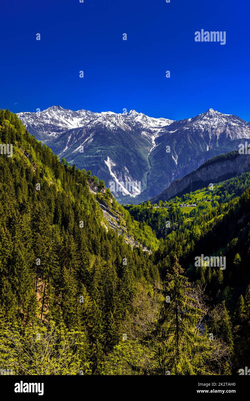 Alpes montagnes couvertes de pinède, Leukerbad, Leuk, Visp Banque D'Images