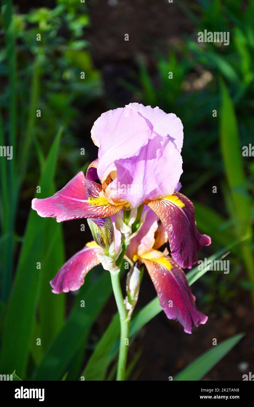 Fleur violette iris barbu ou Iris Germanica (Latin Iris germanica) Banque D'Images