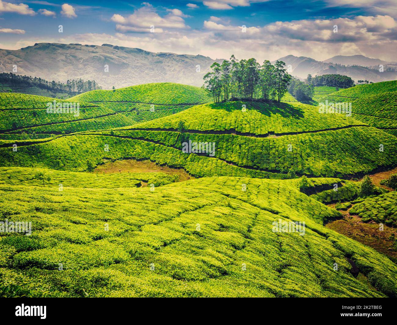 Les plantations de thé vert en Inde Banque D'Images