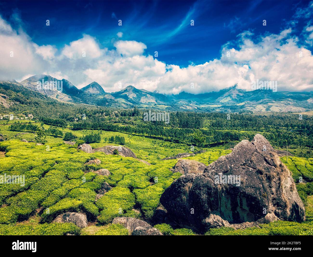 Les plantations de thé. Munnar, Kerala Banque D'Images