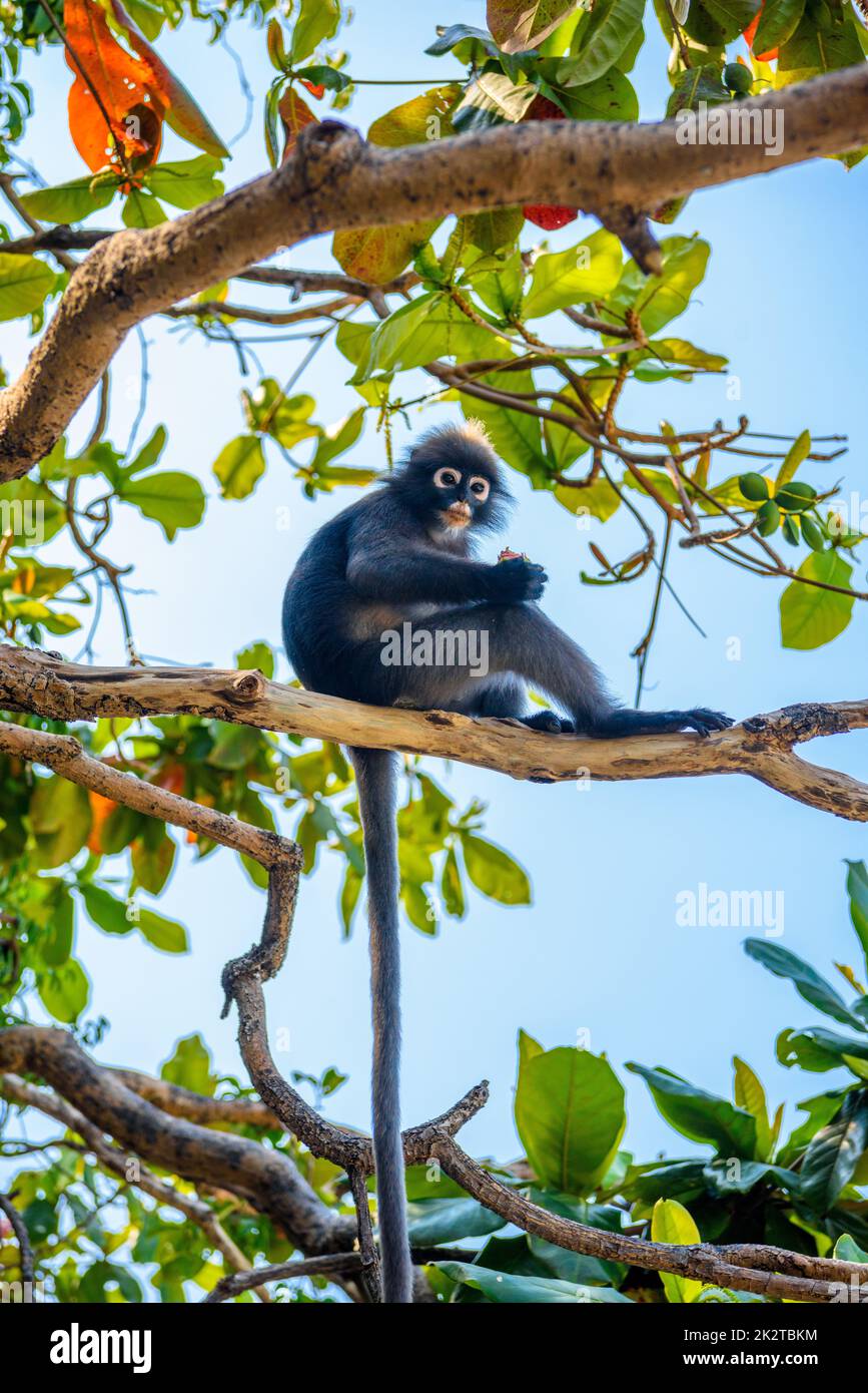 Hairy string Banque de photographies et d’images à haute résolution - Alamy