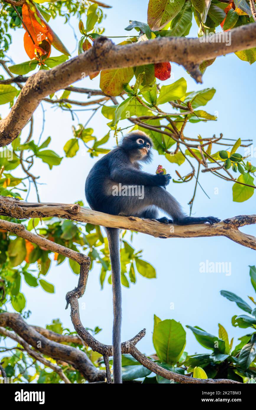 Koh Phaluai, Mu Ko Ang Thong National Park, Golfe de Thaïlande, si Banque D'Images