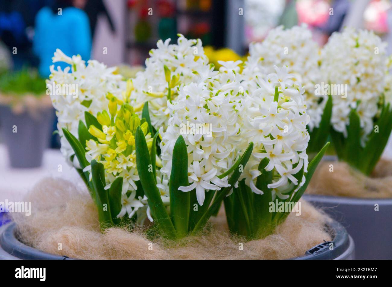 Fleurs de jacinthe blanches et jaunes, pourpres et fraîches Banque D'Images