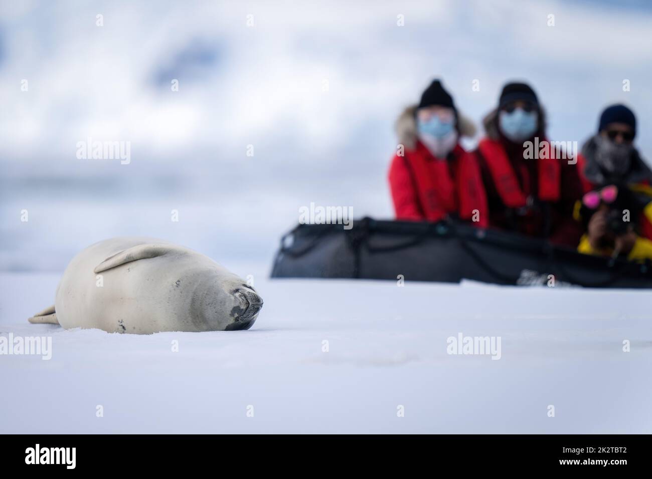 Photographes en montre gonflable ScraBeater sceaux Banque D'Images