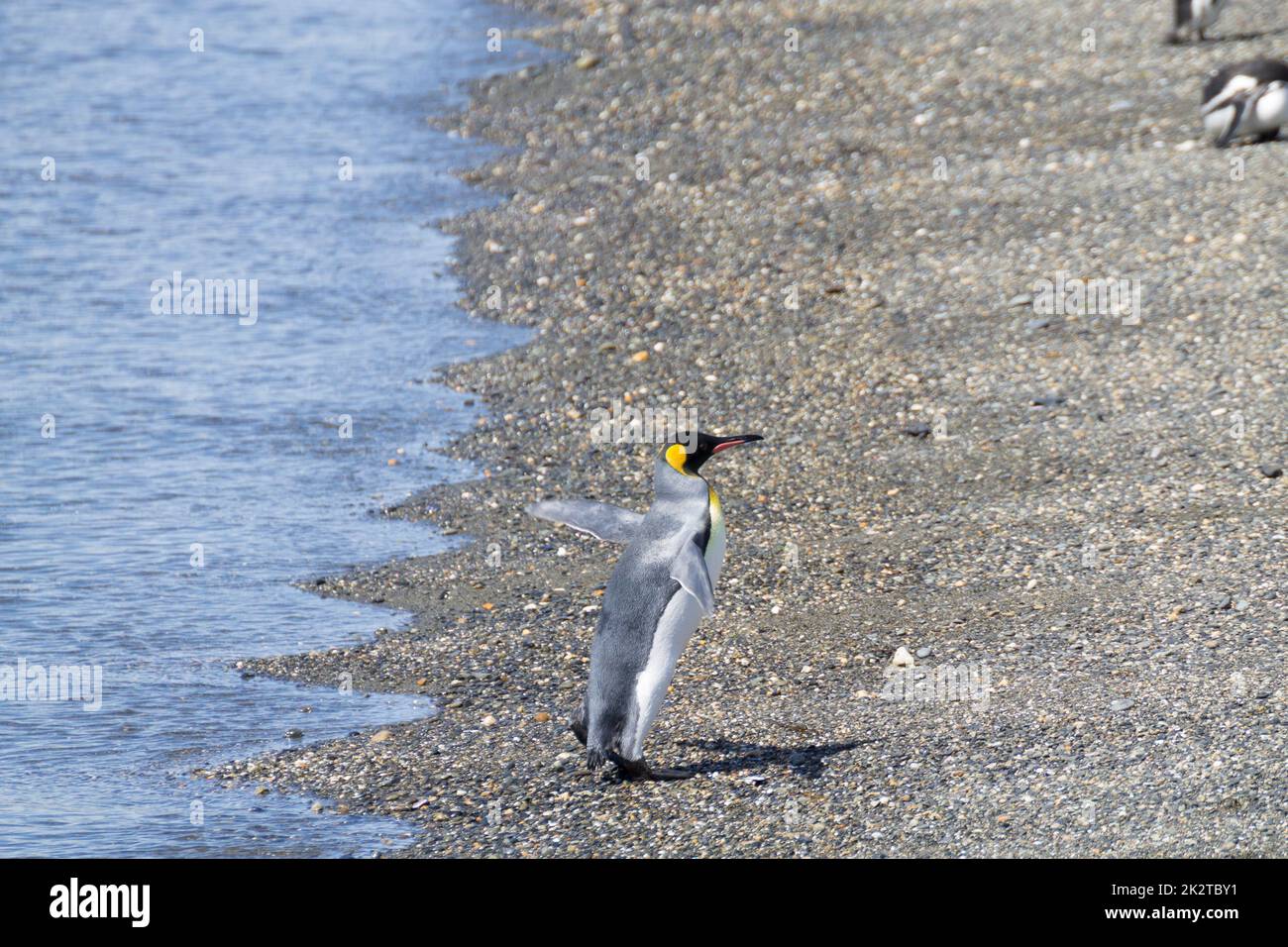 Grand pingouin sur la plage de l'île de Martillo, Ushuaia Banque D'Images