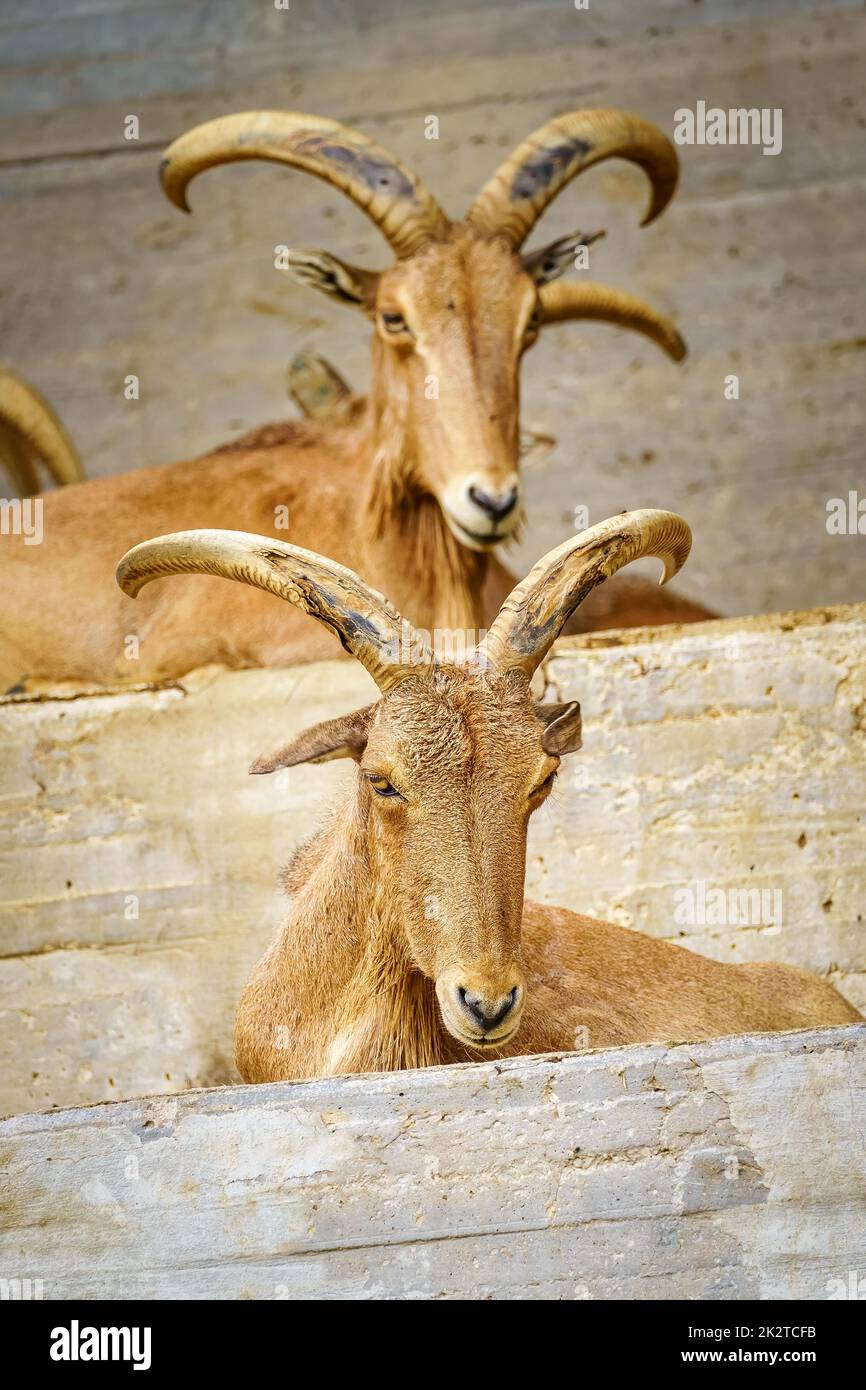 Paire de chèvres hispaniques avec de grandes cornes et couché en position de repos. Banque D'Images