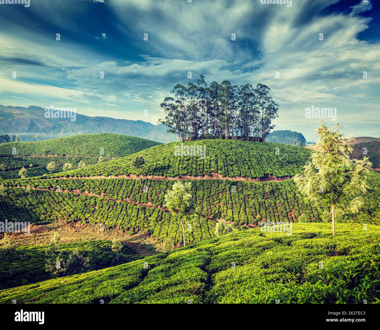 Les plantations de thé vert de Munnar, Kerala, Inde Banque D'Images