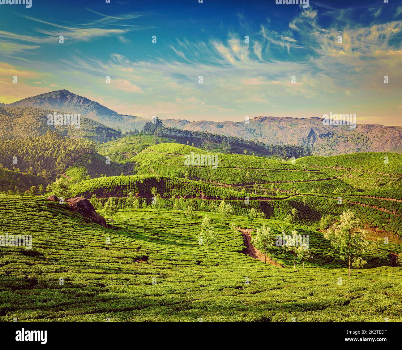 Les plantations de thé vert de Munnar, Kerala, Inde Banque D'Images