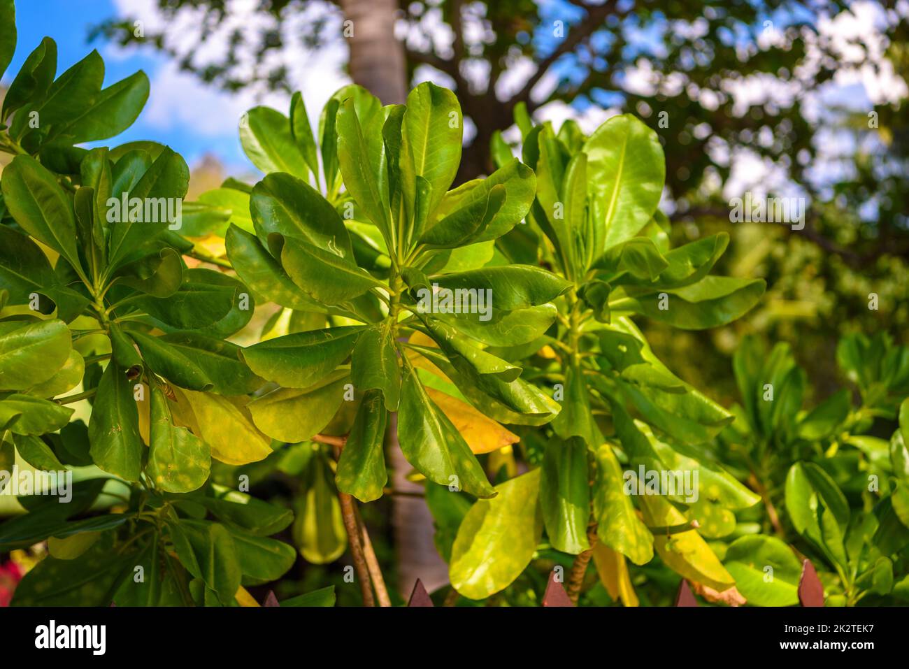 Feuilles de Terminalia catappa, amandiers indiens, plage de Railay Banque D'Images