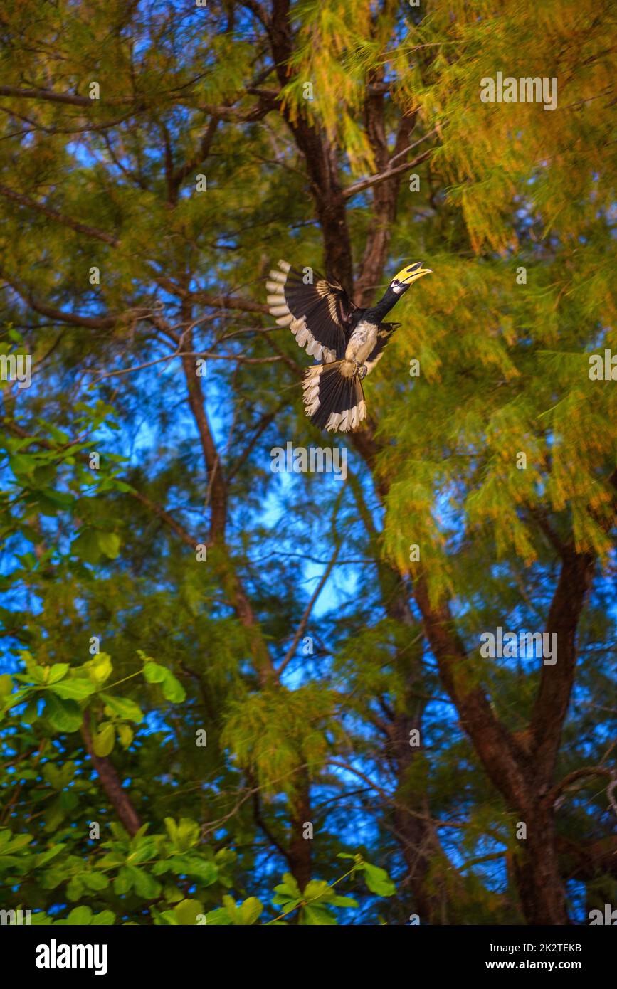 Oiseau Hornbill Bucerotida volant parmi les arbres, Railay plage ouest Banque D'Images