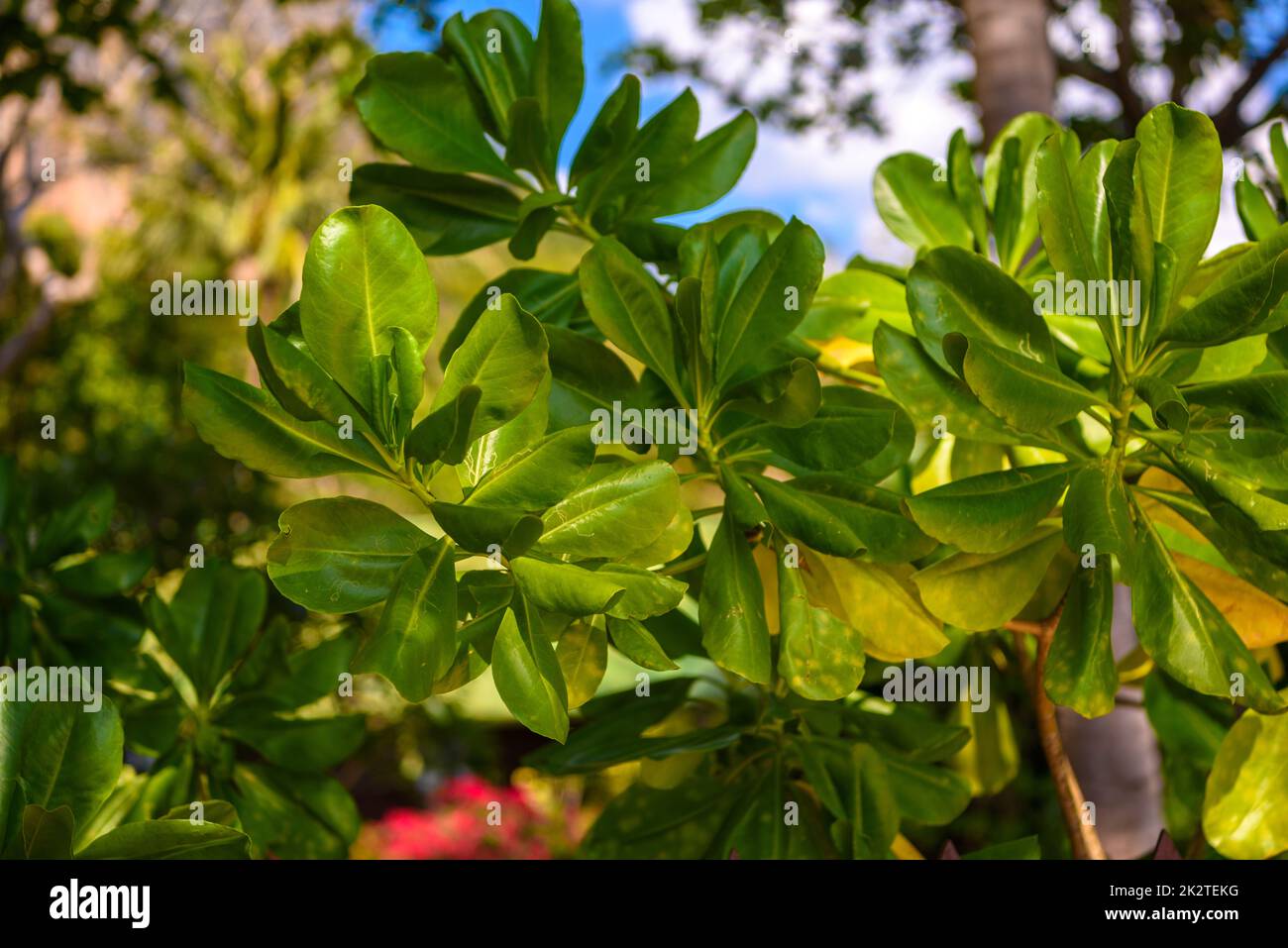 Feuilles de Terminalia catappa, amandiers indiens, plage de Railay Banque D'Images