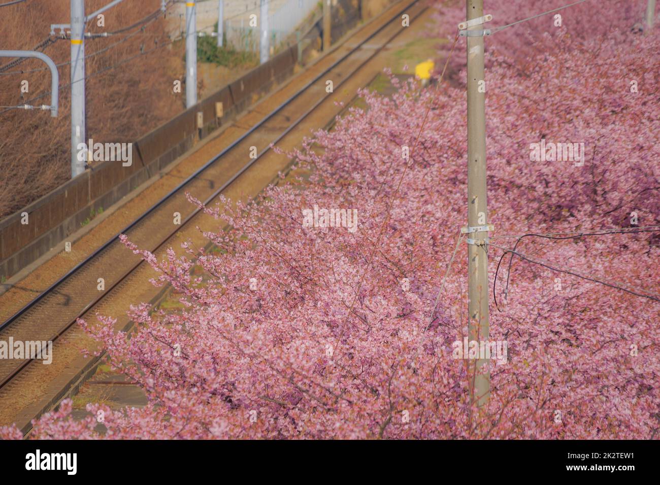 Cerisier de Kawazu et ligne Keikyu (Miurakaigan) Banque D'Images