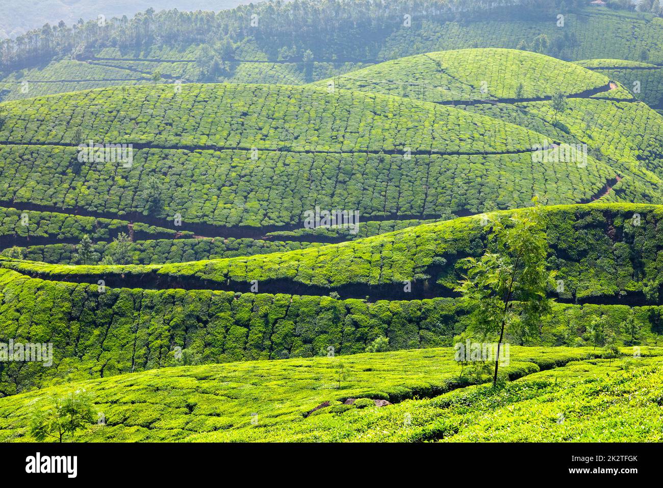 Les plantations de thé dans la région de Kerala, Inde Banque D'Images