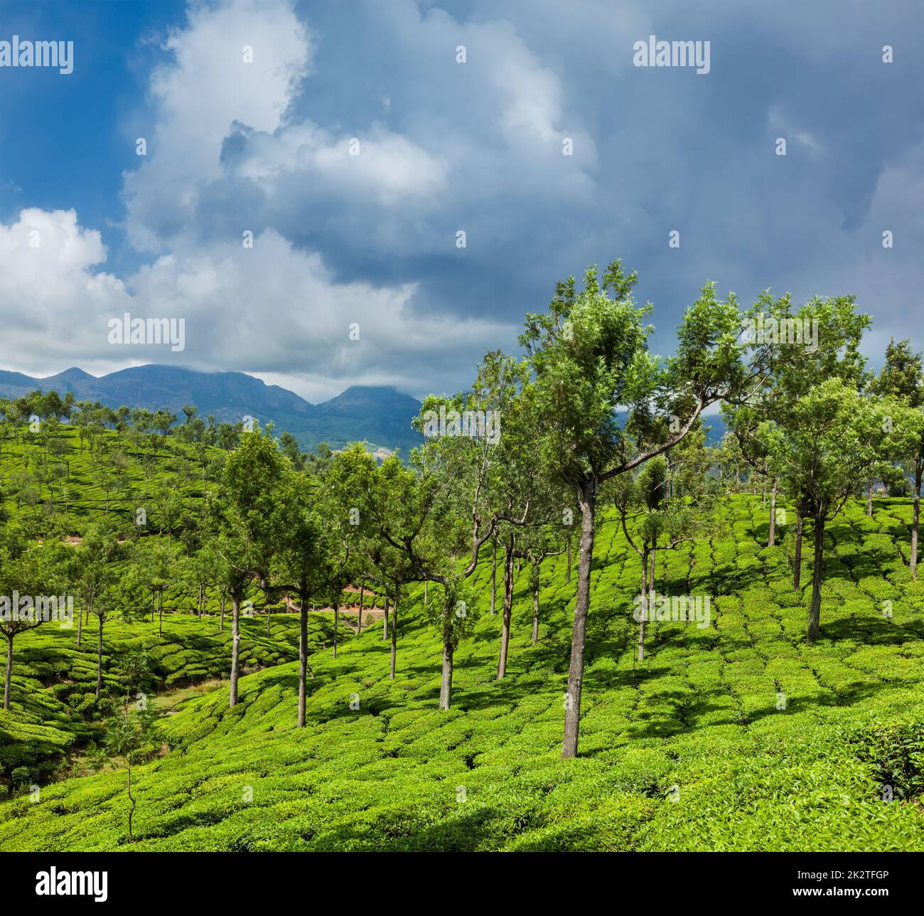 Les plantations de thé vert de Munnar, Kerala, Inde Banque D'Images