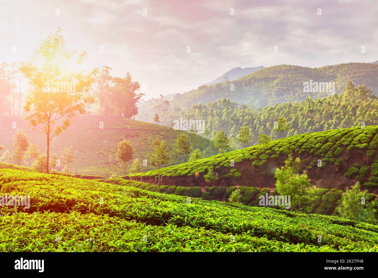 Les plantations de thé vert de Munnar, Kerala, Inde Banque D'Images