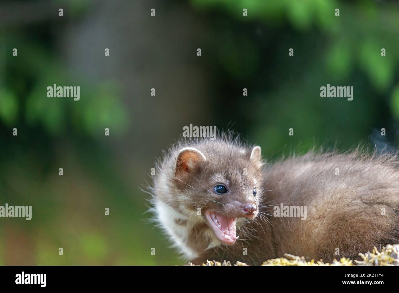 Jeune martre à bouche ouverte Banque D'Images