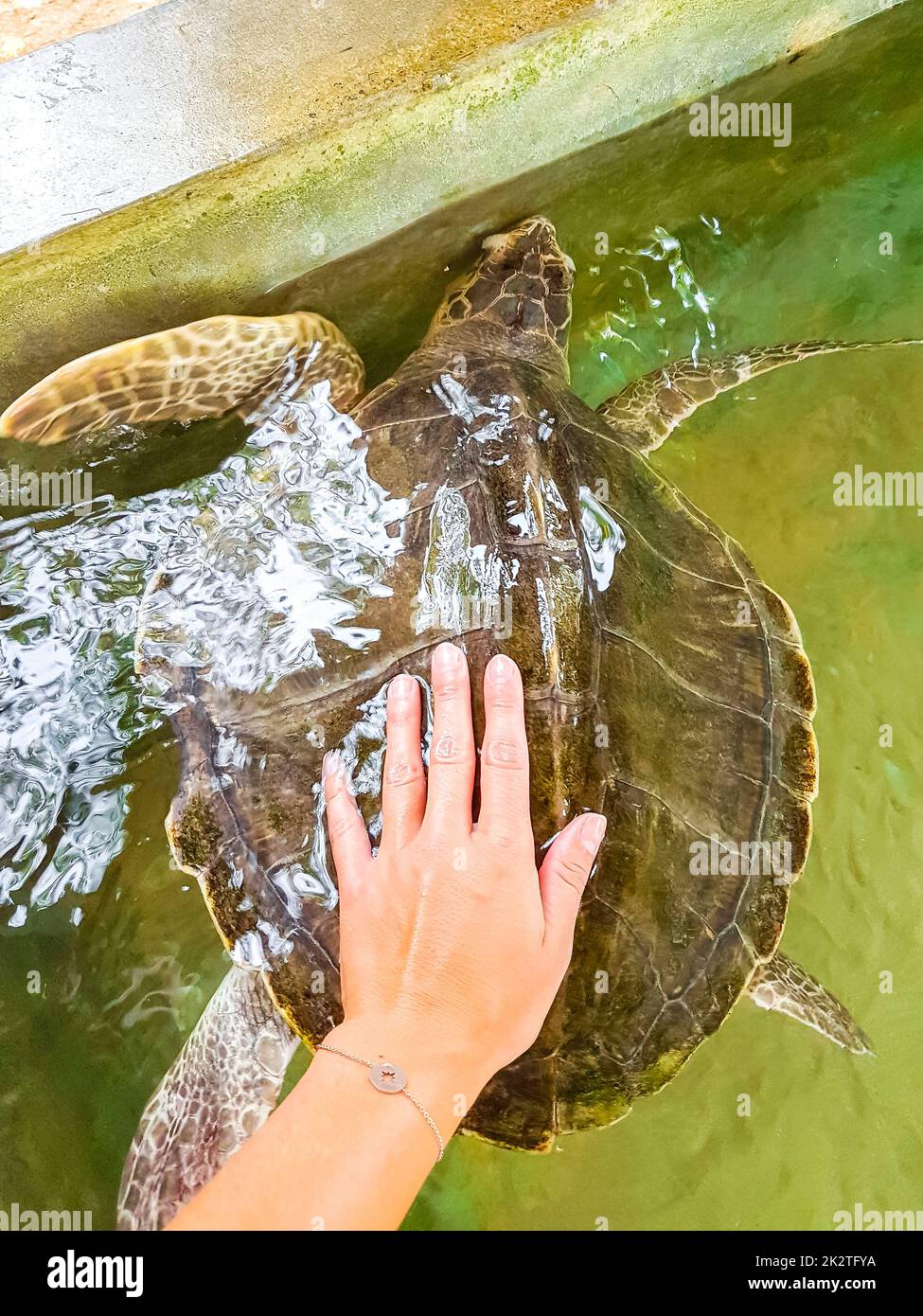 La tortue de mer verte la tortue de mer la