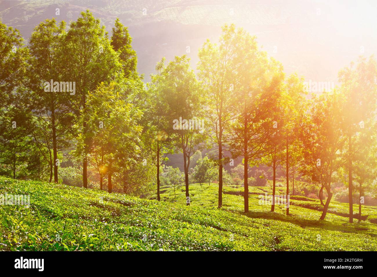 Plantations de thé le matin Banque D'Images