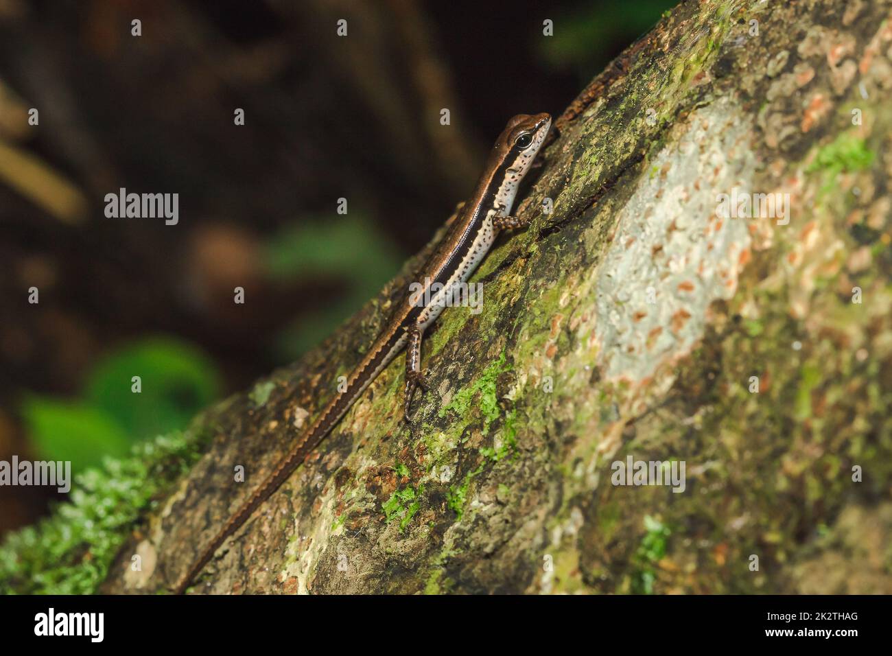 Skink est sur les arbres qui sont communément trouvés dans les forêts. Banque D'Images