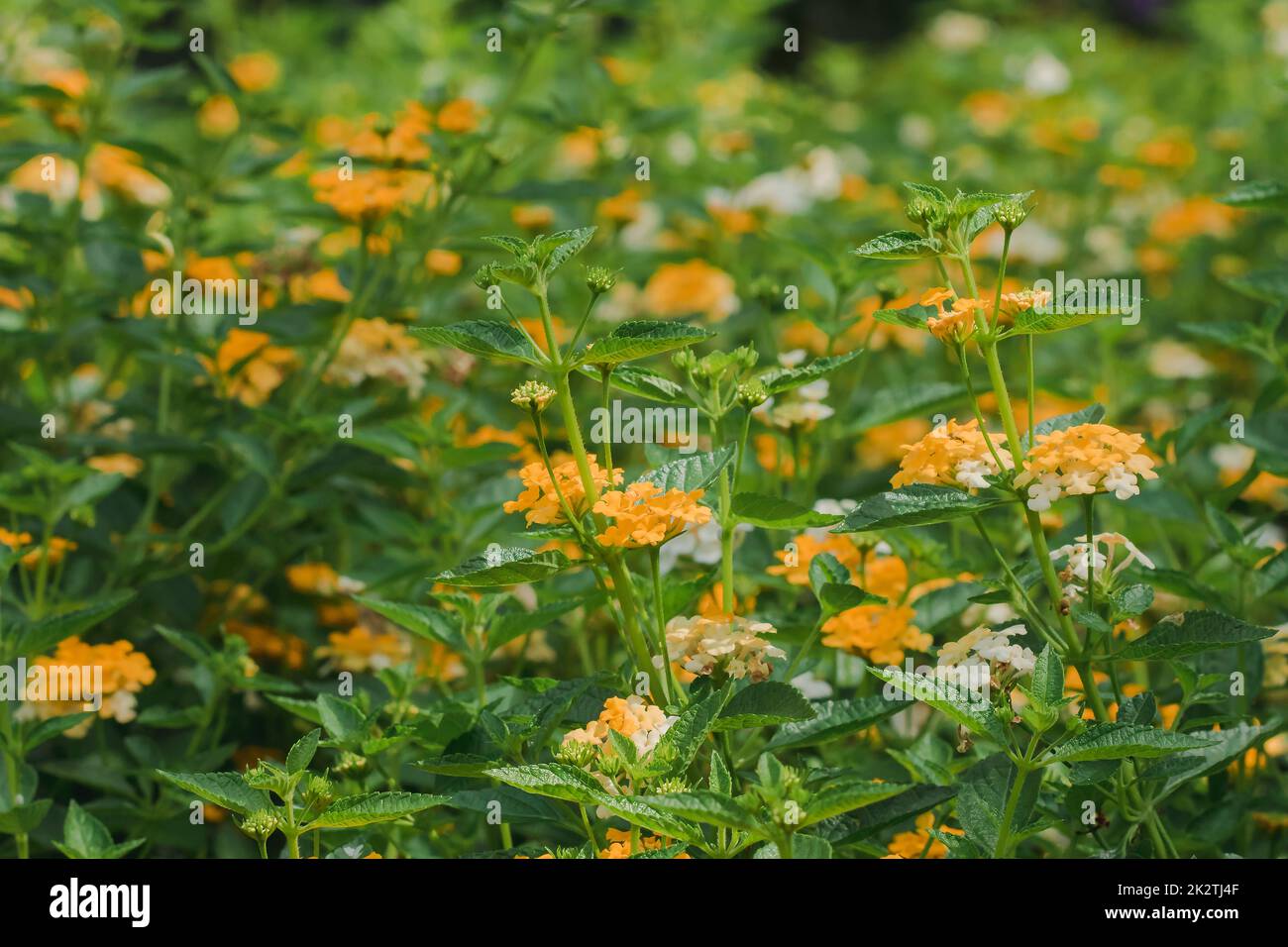 Lantana camara est une plante à fleurs en plein air qui a de nombreuses années comme le soleil. Banque D'Images