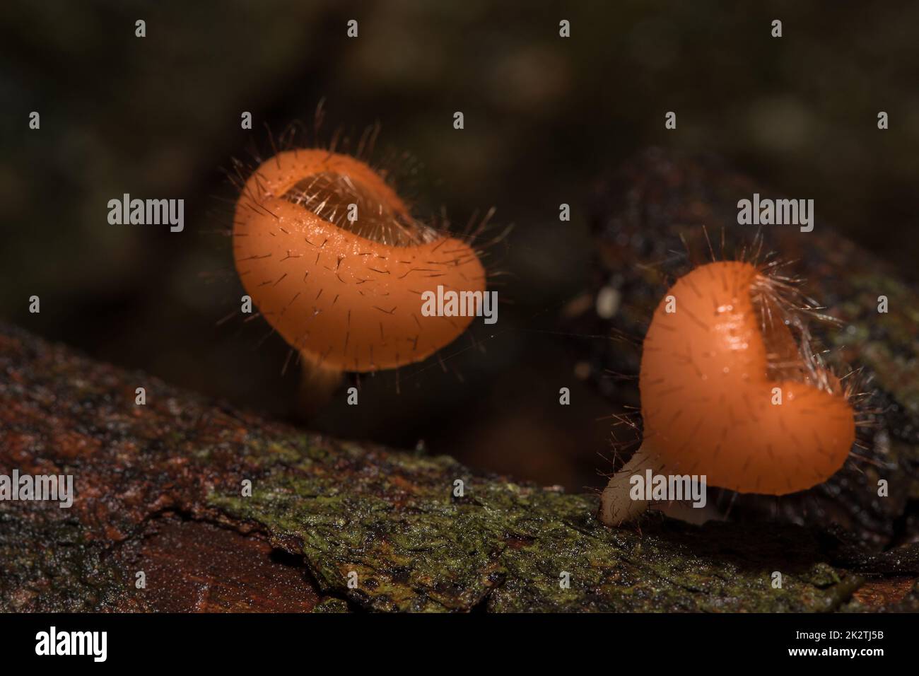 La coupe des champignons est orange, rose, rouge, trouvée sur le sol et bois mort. Banque D'Images