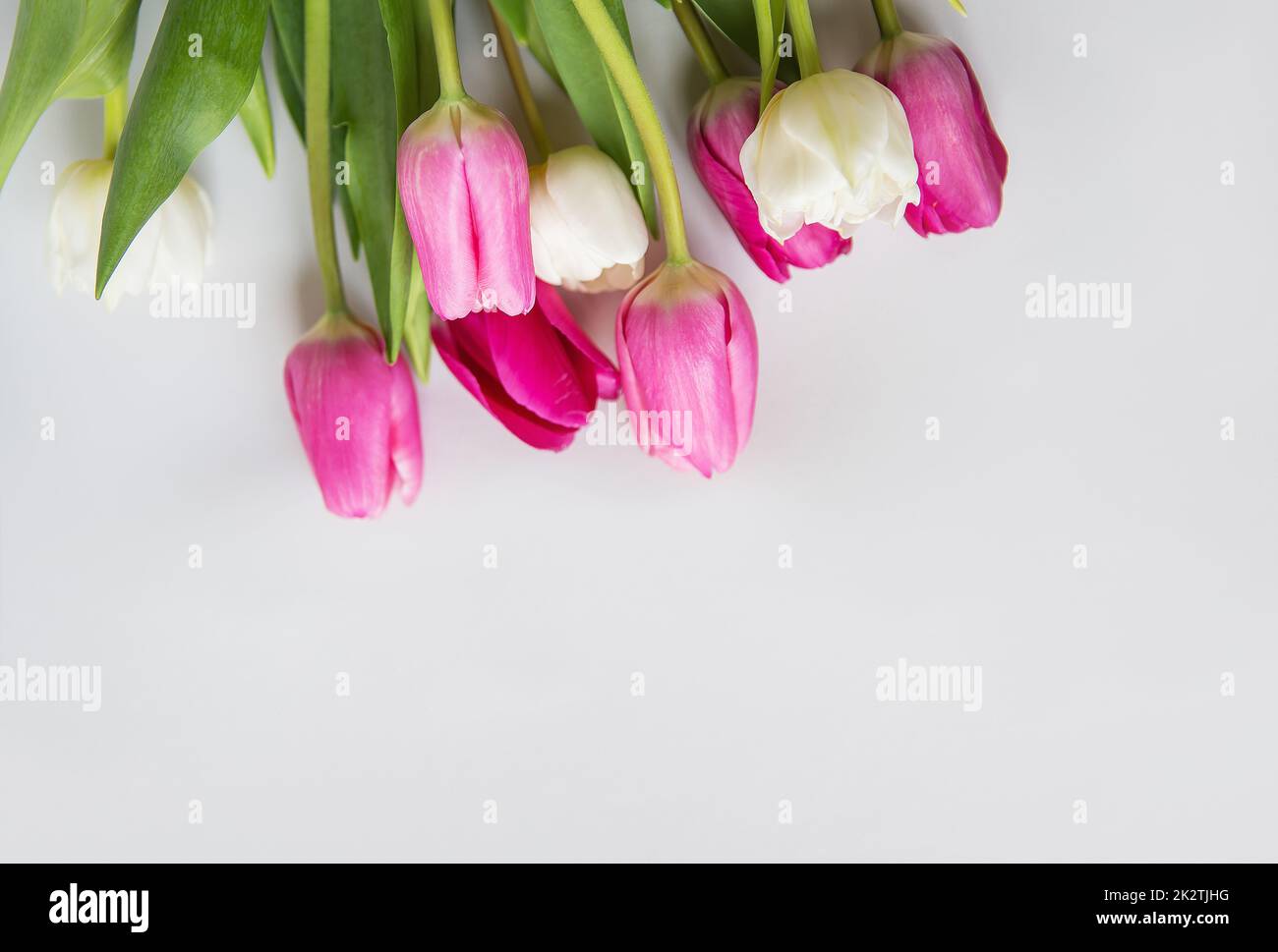 Beau bouquet de printemps avec des tulipes roses et blanches sur fond blanc. Printemps, 8 mars, anniversaire. Carte postale, place pour une inscription. Banque D'Images