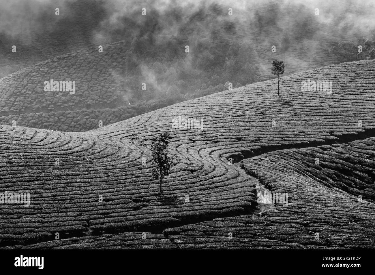 Les plantations de thé vert de Munnar, Kerala, Inde Banque D'Images