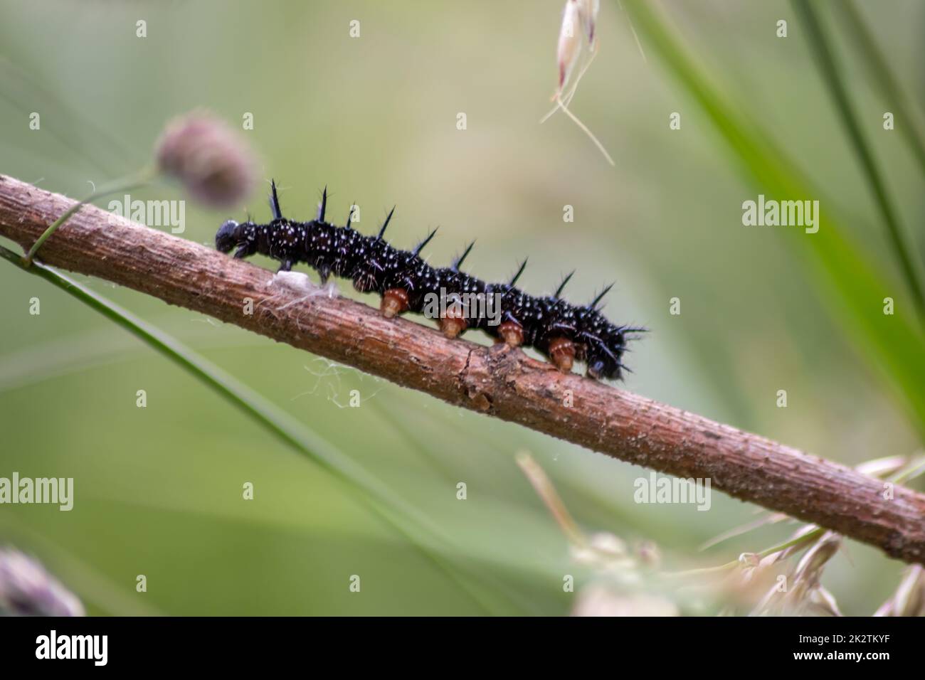 La grande chenille noire avec des points blancs, des tentacules noirs et des pieds orange est la belle grande larve du paon papillon manger des feuilles et de l'herbe avant la mutation en un papillon par métamorphose Banque D'Images