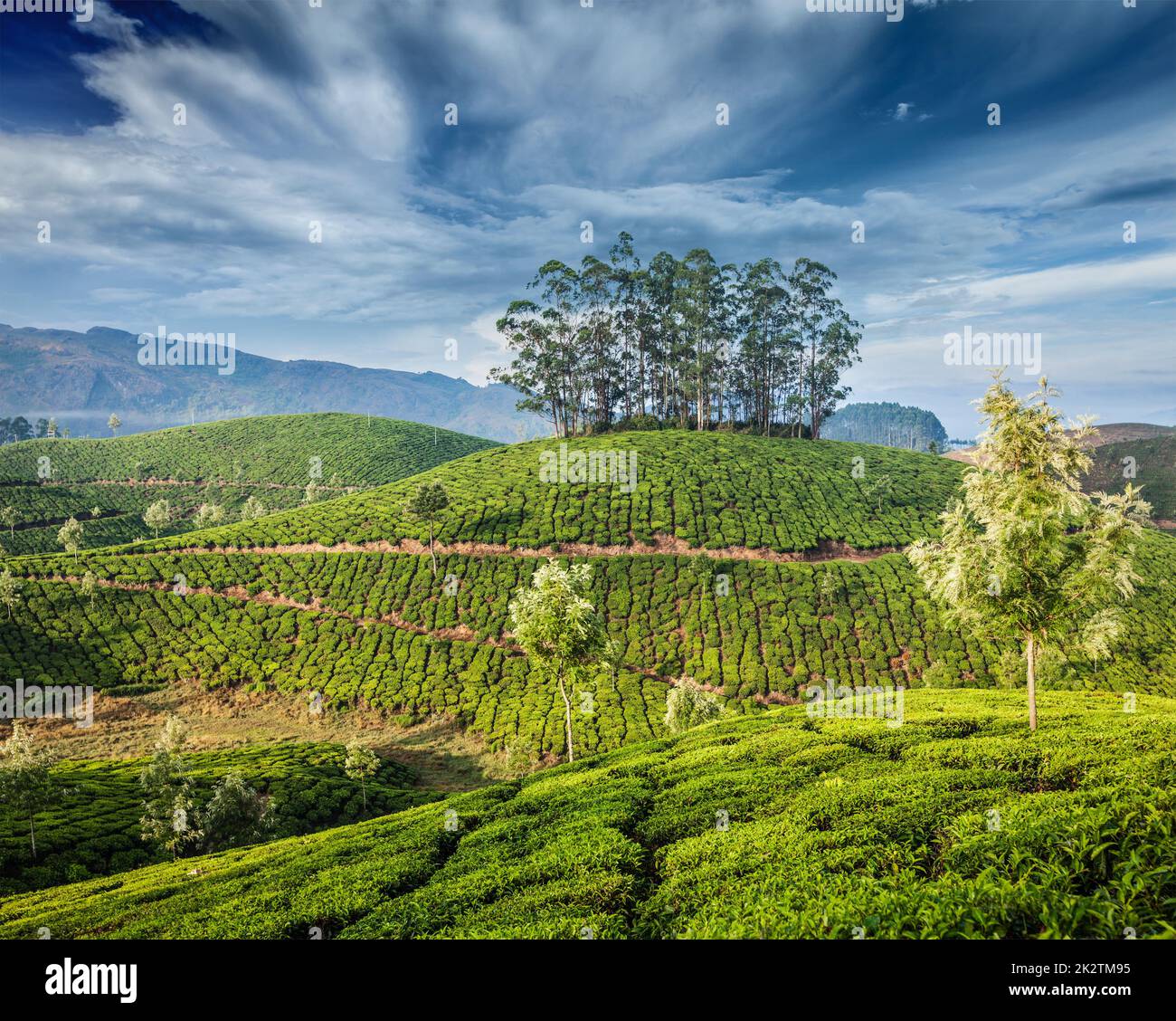 Les plantations de thé vert de Munnar, Kerala, Inde Banque D'Images