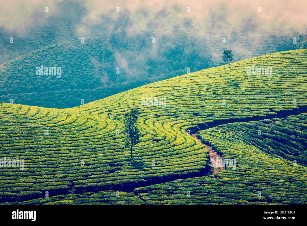 Les plantations de thé vert de Munnar, Kerala, Inde Banque D'Images
