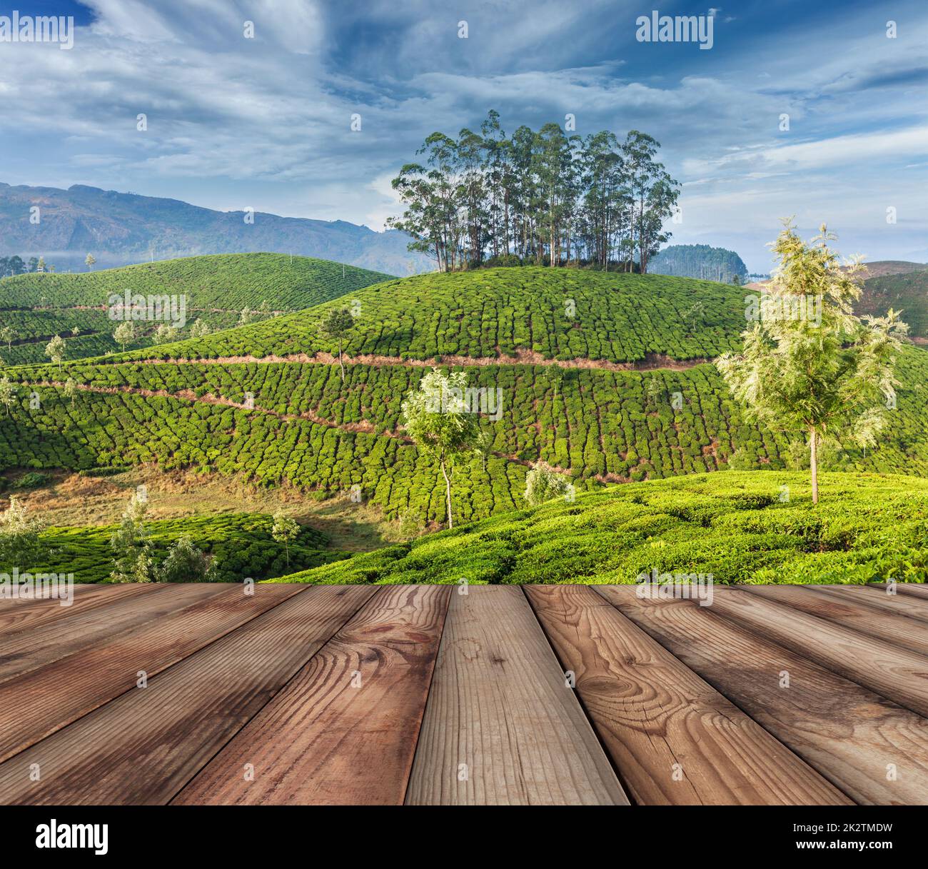 Les plantations de thé vert de Munnar, Kerala, Inde Banque D'Images