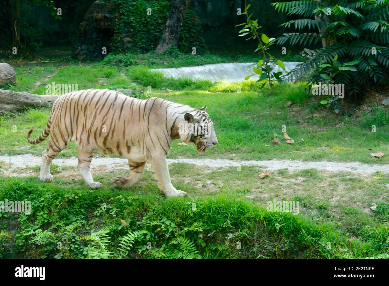 Un tigre du Bengale (Panthera tigris tigris) dans un zoo. Il est parmi les plus grands chats sauvages vivants aujourd'hui. Banque D'Images