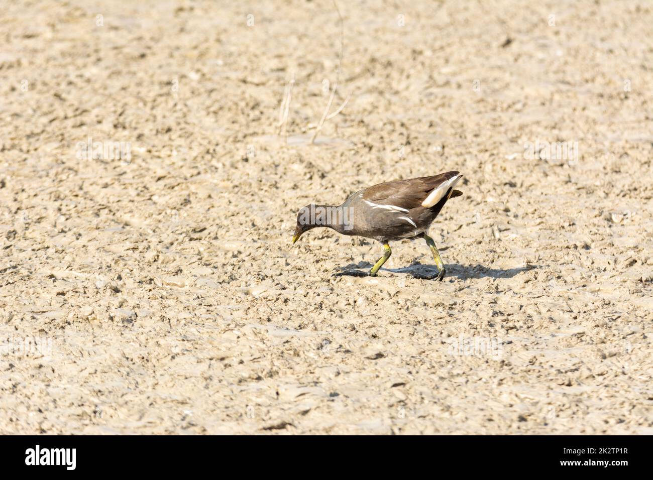 European ou Common Rail, (Ralls aquaticus) dans l'albufera, Majorque lac, à la recherche de petits crustacés à manger Banque D'Images