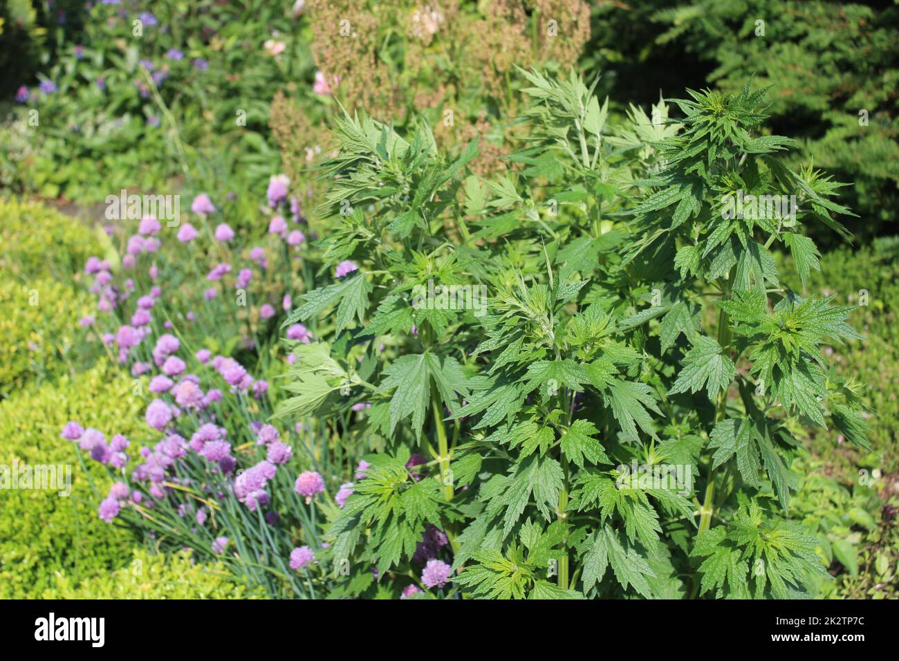 champ motherwort dans le jardin Banque D'Images