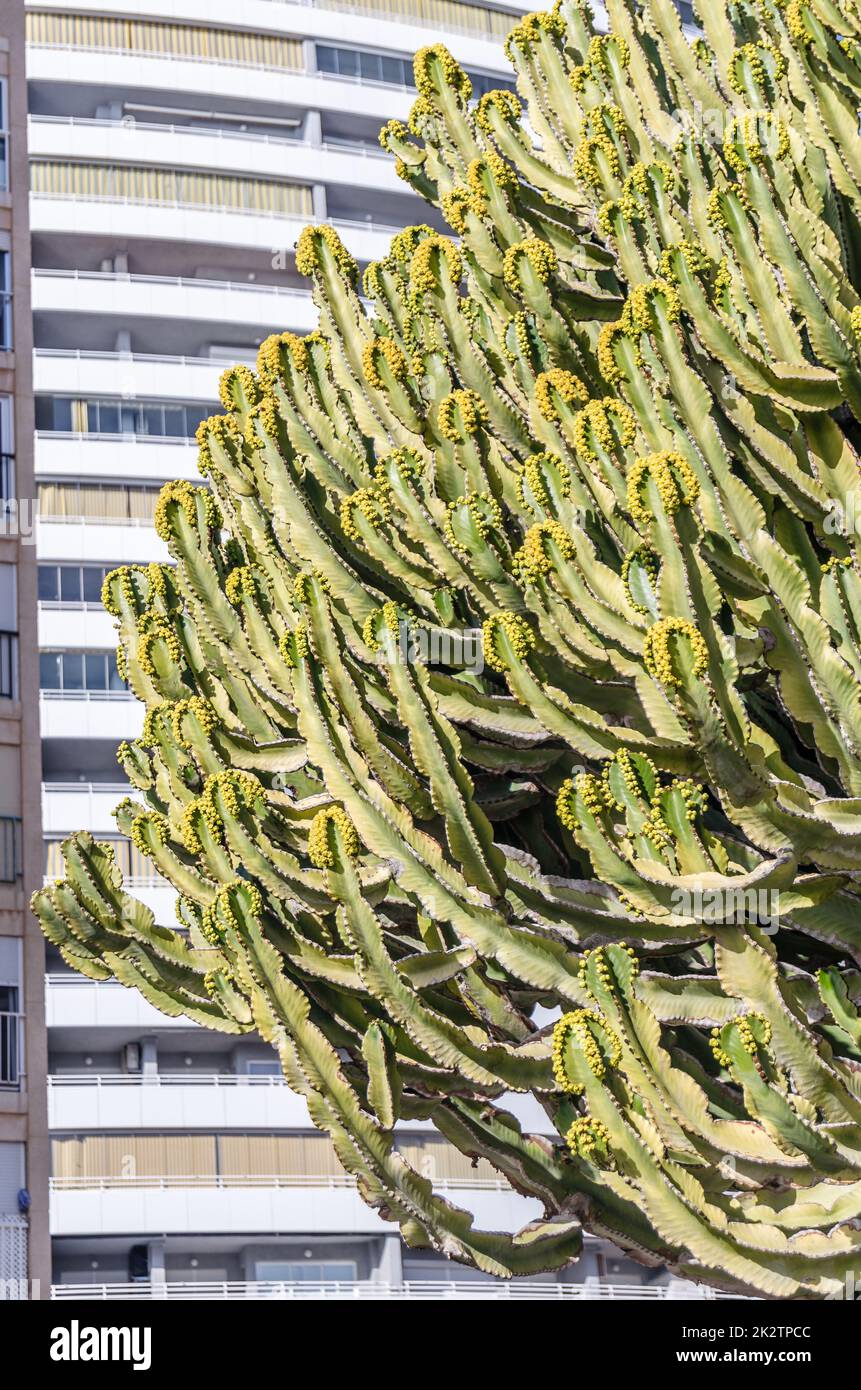 Détail de l'arbre à lait africain (Euphorbia trigona) Banque D'Images