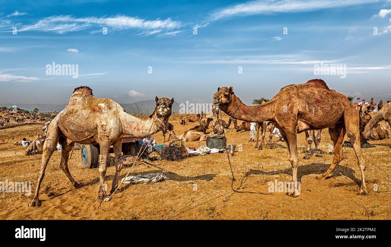 Chameaux à la foire de Pouchkar Mela Camel, Inde Banque D'Images