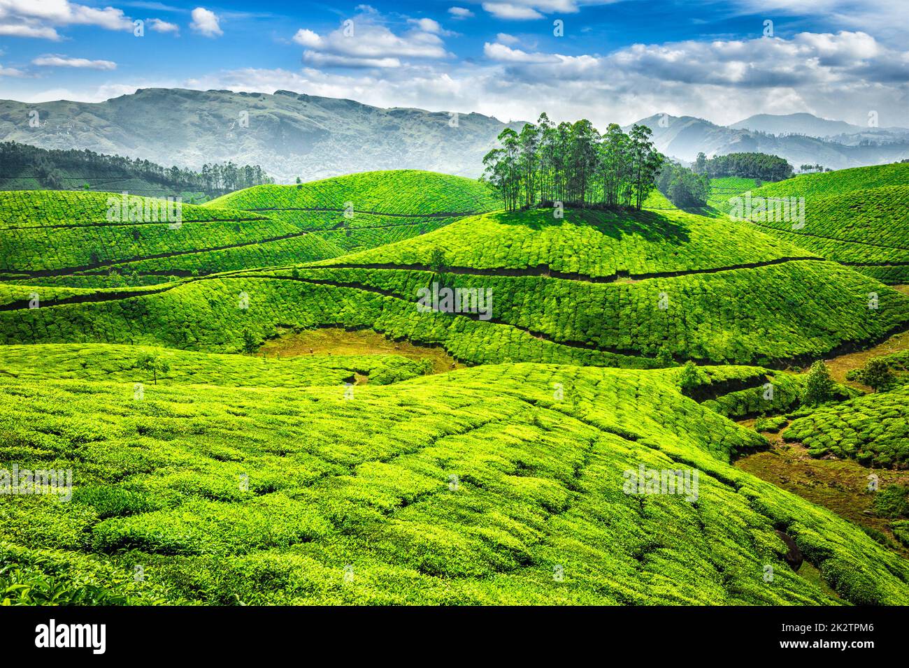 Les plantations de thé vert en Inde Banque D'Images